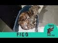 Watch this very skinny stray dog giving hugs to his rescuer every day - Figo - Takis Shelter