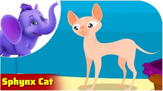 The Sphynx Cat / Weird Animal Songs / Appu Series