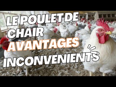 Vidéo: Quels sont les avantages de l'élevage sélectif?