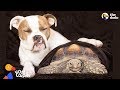 Tortoise Loves Pit Bull Dog Sister | The Dodo Odd Couples