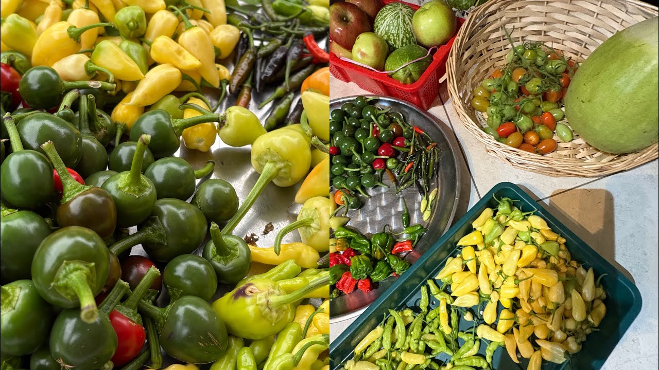 বাগানে বড় harvesting Mashallah, ৮ জাতের মরিচ, নাগা মরিচ এবং ছোট গাছের আপেল Alhamdullila #mashallah 