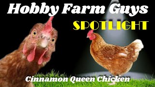 HFG Farm Animal Spotlight: Cinnamon Queen Chickens