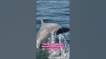 Dolphin Social Networks: Buddies, bodyguards or brutes? Find out by listening to Wild Tales