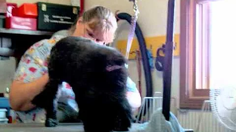 Slide Show by Michael Fraley - A Dog's Misadventures
