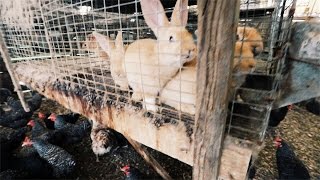 Salatin's 'RAKEN' House | Rabbits & Chickens Together