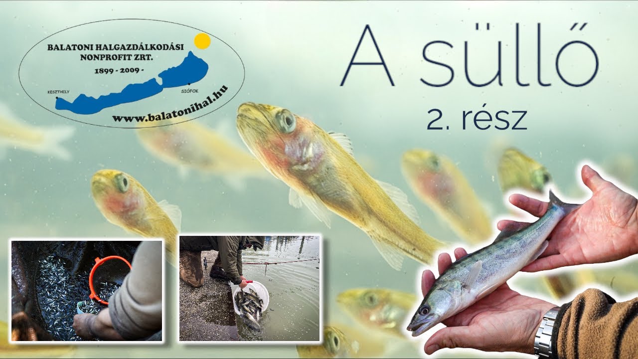 Megújuló balatoni halállományok - A süllő, 2. rész