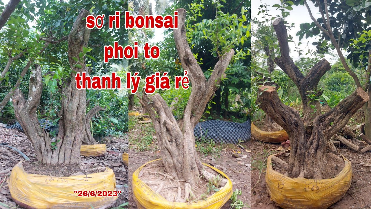 Sơ Ri Bonsai Phoi To Thanh Lý Giá Rẻ