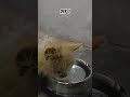 #persiancat #dailyvlog