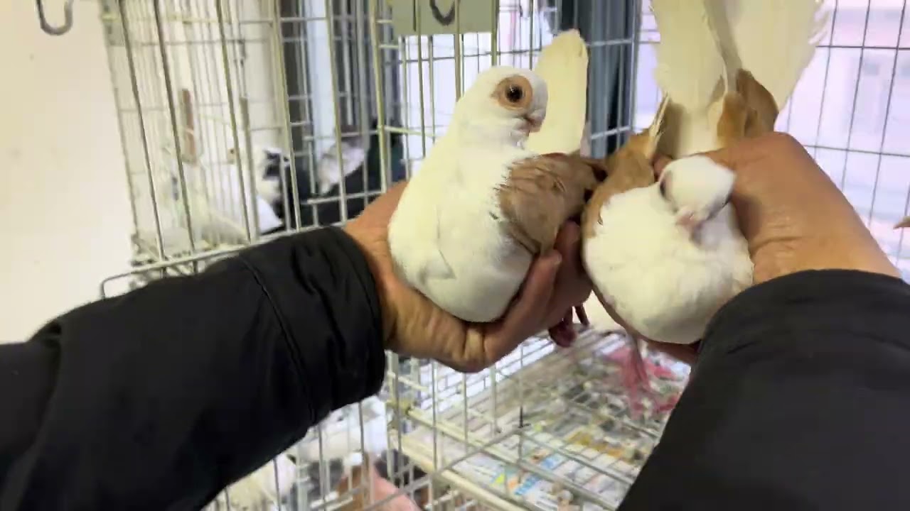 🏆 BU GECE MEZAT 20:30 YOUTUBE MEHMET BATMAZ CANLI MEZAT 🏆