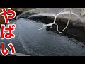 巨大水門に溜まった外来種を投網で全部抜いてみた