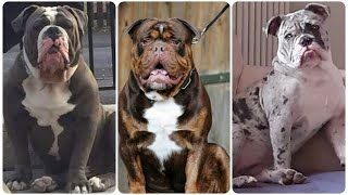 Old English Bulldog! Things You Must Know About this Bold & Friendly Dog | Old English Bulldogge