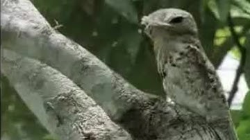 Amazing Potoo Bird Tree Camouflage | David Attenborough | BBC Studios
