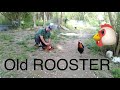 How to Introduce the new Hens to the old Rooster
