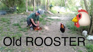 How to Introduce the new Hens to the old Rooster