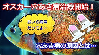 穴あき病 Youtube
