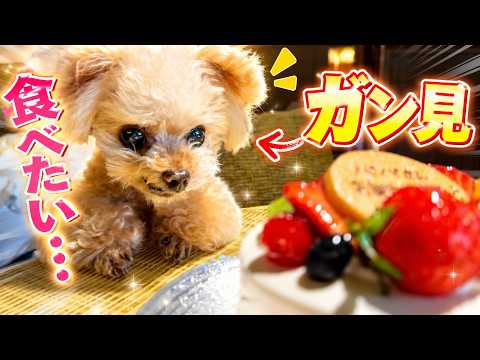Enjoying a birthday cake together♪ [Toy Poodle] - YouTube