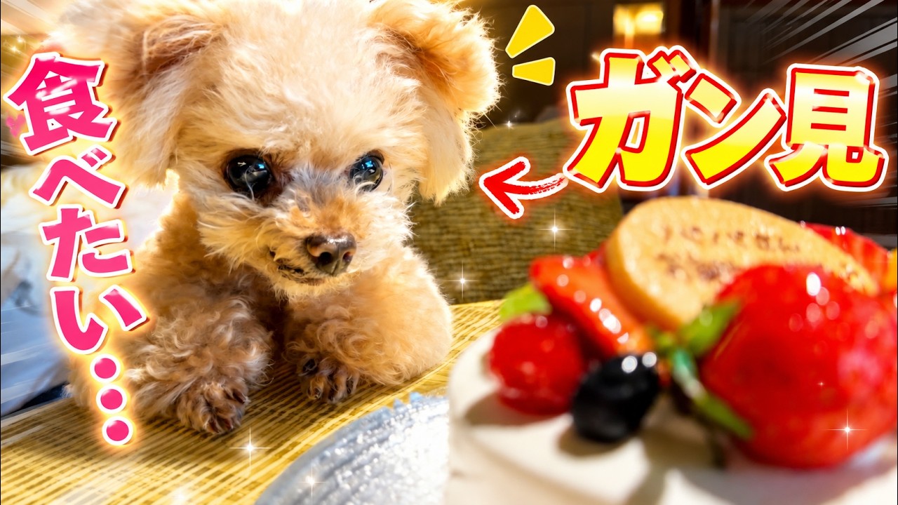 Enjoying a birthday cake together♪ [Toy Poodle] - YouTube