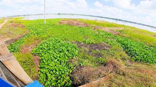 Tons of Water Hyacinths Removed! Teamwork Makes It Happen!
