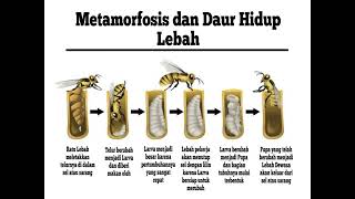 Contoh Hewan yang Mengalami Metamorfosis