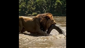 Lion Catching Python #shorts #lion #water #snake #shortvideo