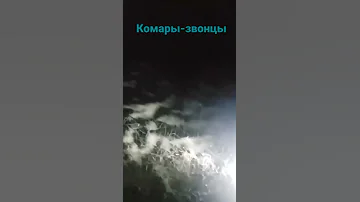 Комары-звонцы