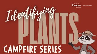 Identifying Plants: Leaves, Stems & More