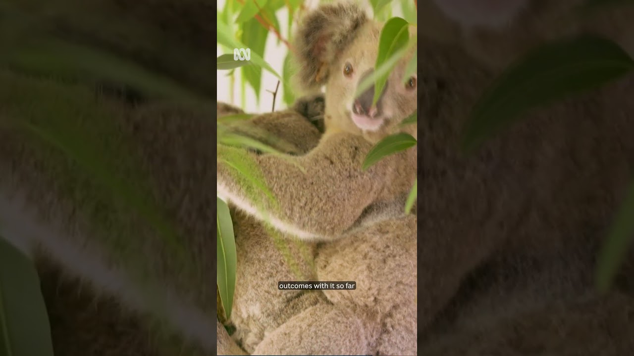 Can this shot save koalas from disease? | ABC NEWS