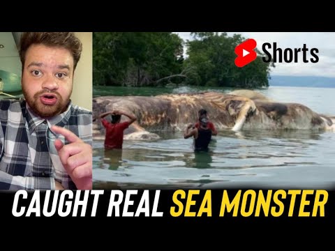 Sea Monster Caught (Real Video) #shorts #ashortaday