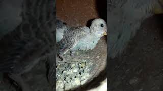 Budgie bird egg hatching Chicks Growth Day 23 #Viral #Shorts