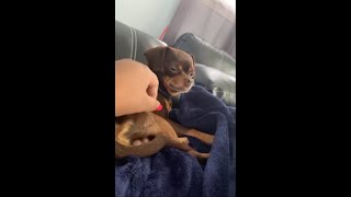 Dog Had a Minor Outburst At His Mom When She Pets Him