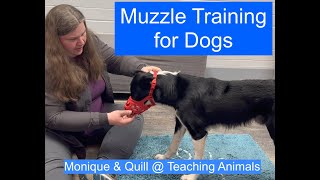 Muzzle Training for Dogs | Teaching Animals by Teaching Animals 413 views 9 months ago 15 minutes