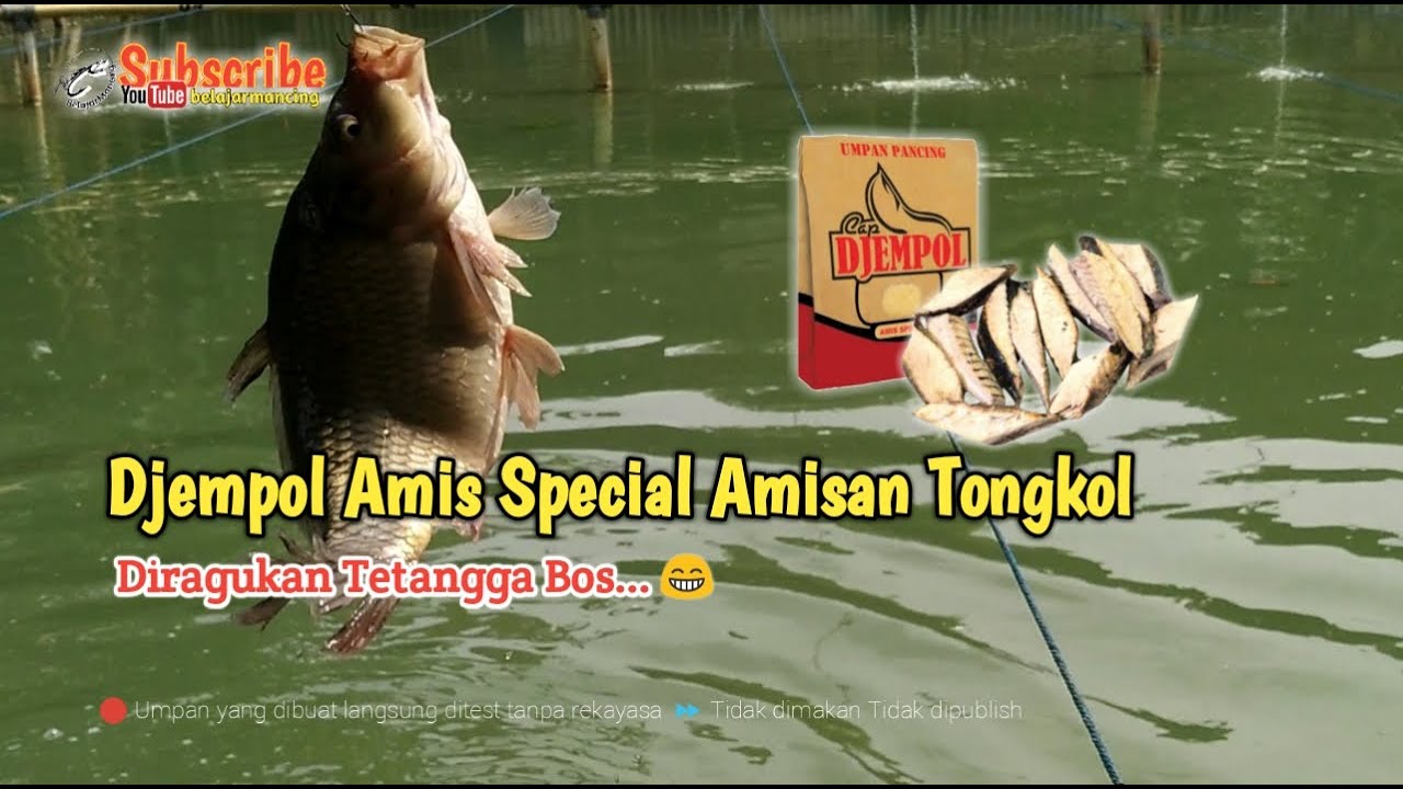 Umpan Ikan Mas Djempol Amis Tongkol || Langsung Test