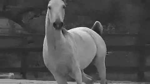 Clip Clop Hip-Hop, by Toni Stern
