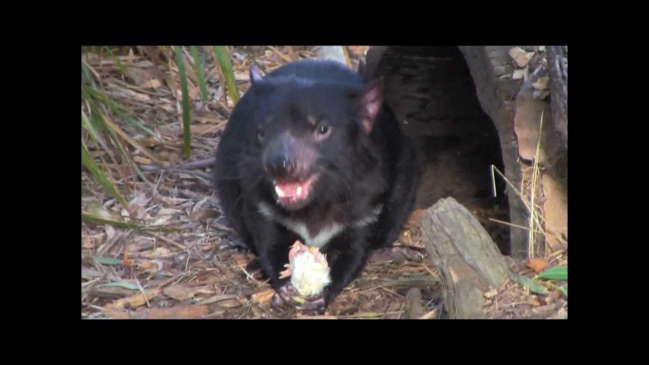 tasmanian devil vs rat youtube