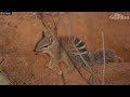 Baby numbats filmed exploring and playing outside den in south-western NSW