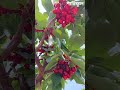 প্রকৃতির সেরা উপহার—তাজা ও পুষ্টিকর ফল।