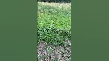 Учитесь как не надо делать! Укус шершня🤣