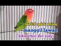 suara Burung lovebird ngekek panjang manggil lawan, suara nya bikin lovebird cepat bunyi ngekek