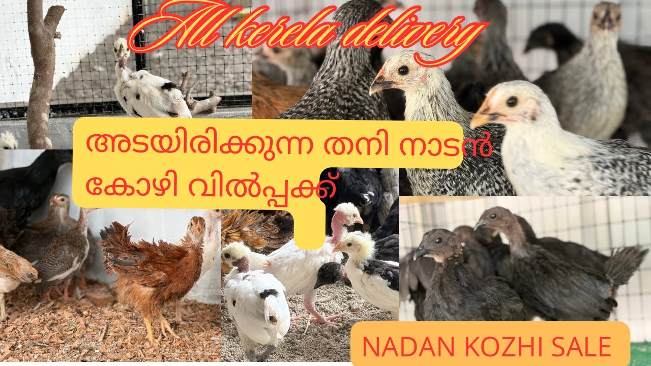 തനി നാടൻകോഴി/അടയിരിക്കുന്ന കോഴികളെ വാങ്ങിക്കാൻ ആഗ്രഹിക്കുന്നവർ നിങ്ങൾ എന്നാൽ ഈ വീഡിയോ കാണാതെ പോകരുത്