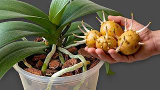 Download Lagu Slechts één dun plakje per week! Orchideeën produceren 500% meer bloemtakken. MP3