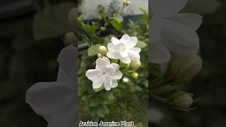 #Arabian Jasmine Plant@Amazing World Views