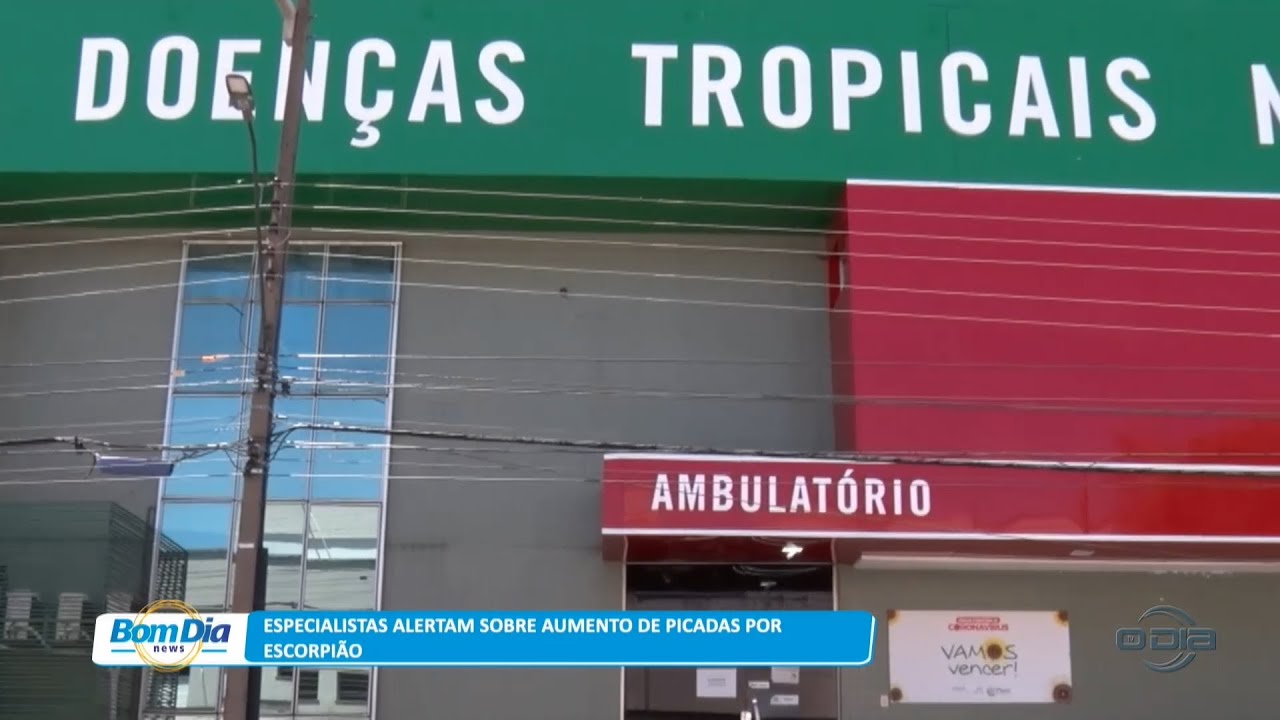 Especialistas alertam sobre aumento de picadas por escorpião 23 08 2023