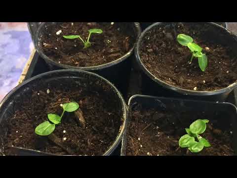 Video: Texas Star Hibiscus Care - How To Grow Texas Star Hibiscus Plants