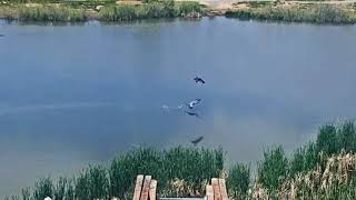 2023-05-29 Male osprey swoops on passing Great Blue Heron | Boulder County Osprey Cam