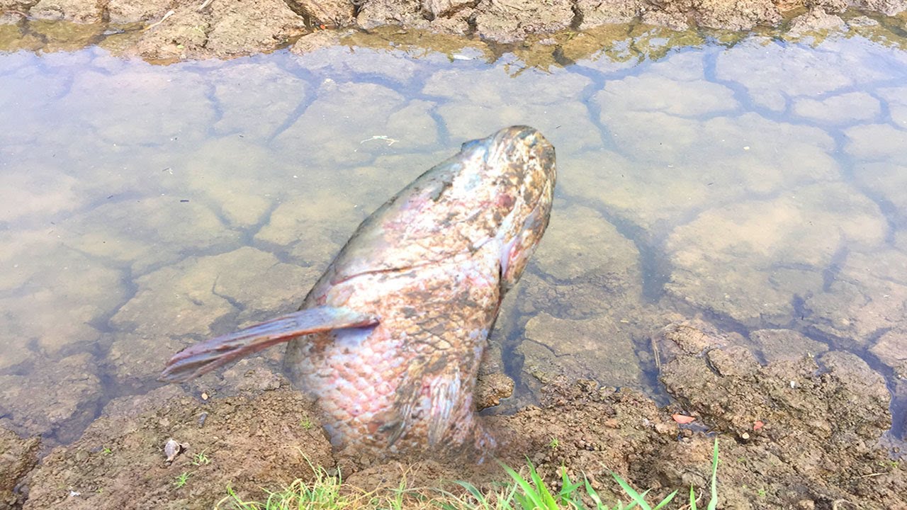 Rainy Season Fishing 2020 Best Catch Big Fishes From Underground Hole
