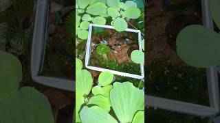 ✨#guppyfish #aquarium  #shorts #shortsvideo