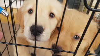 Puppy Golden So Cute Puppy Golden So Cute
