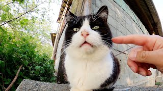 喧嘩相手に逃げられたぽっちゃり猫を高台から眺めるハチワレ猫