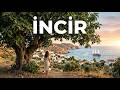 İNCİR AI COVER TÜRK MÜZai 