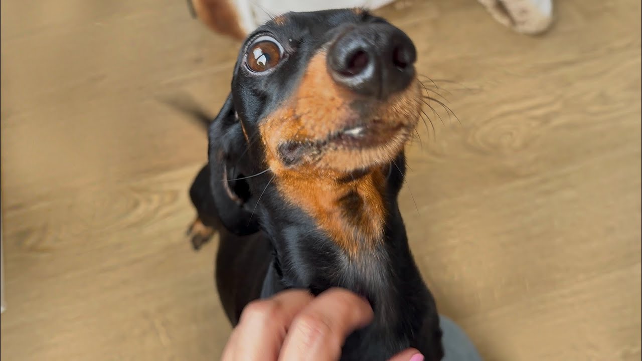 Holiday at home with 3 Mini Dachshunds- Dachshunds are so happy to see ...